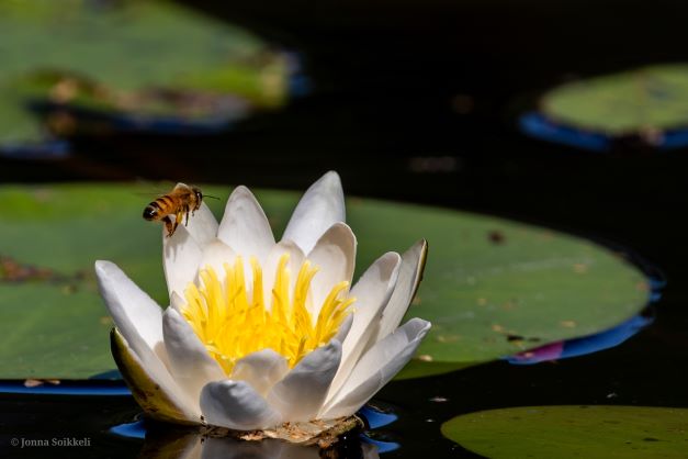 water_lily